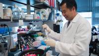Researcher working in lab